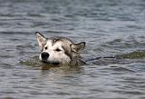 ALASKAN MALAMUTE 662